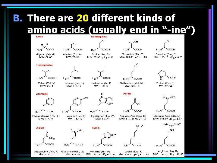 B. There are 20 different kinds of amino acids (usually end in “-ine”) 