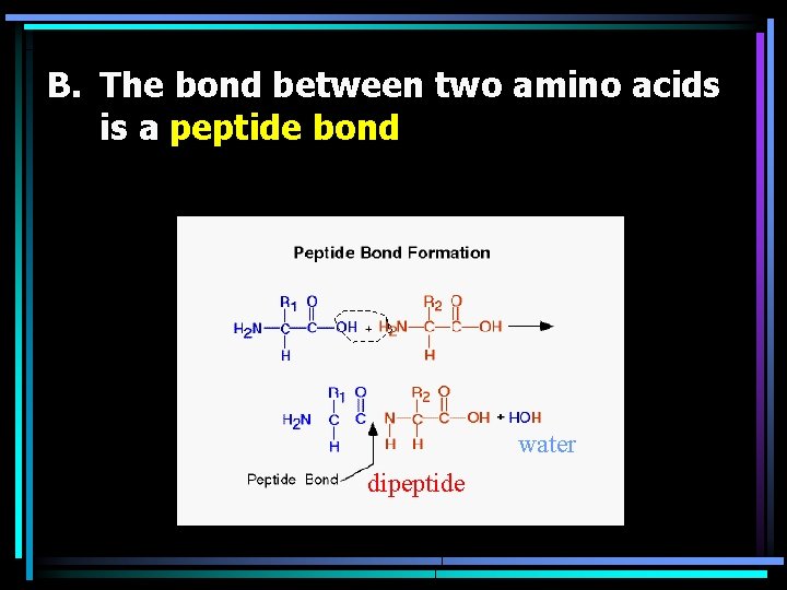 B. The bond between two amino acids is a peptide bond water dipeptide 