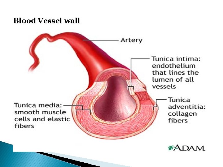 Blood Vessel wall 