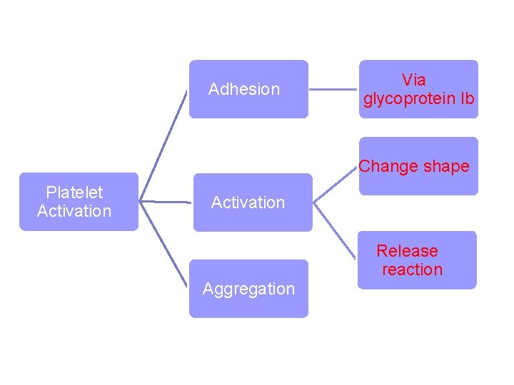 Adhesion Via glycoprotein Ib Change shape Platelet Activation Release reaction Aggregation 