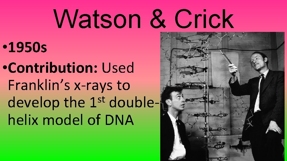 Watson & Crick • 1950 s • Contribution: Used Franklin’s x-rays to st develop