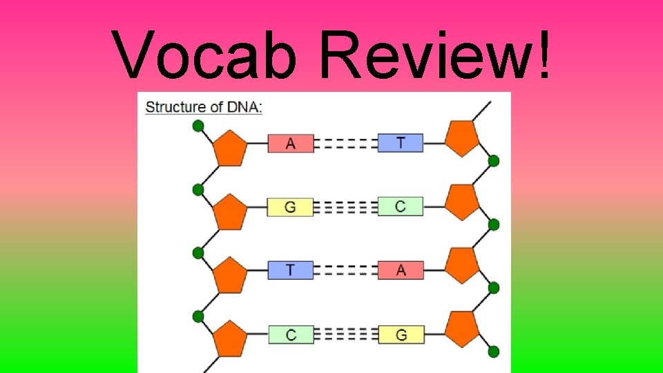 Vocab Review! 