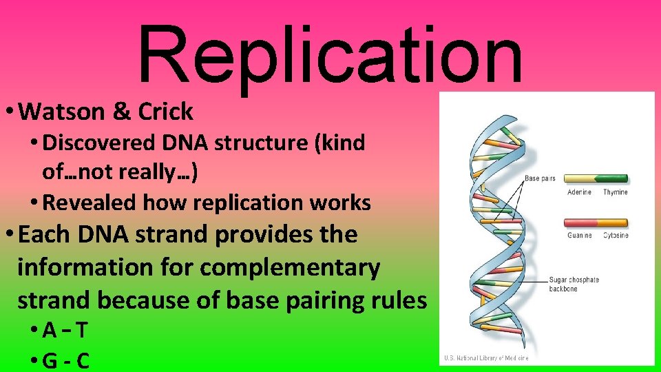 Replication • Watson & Crick • Discovered DNA structure (kind of…not really…) • Revealed