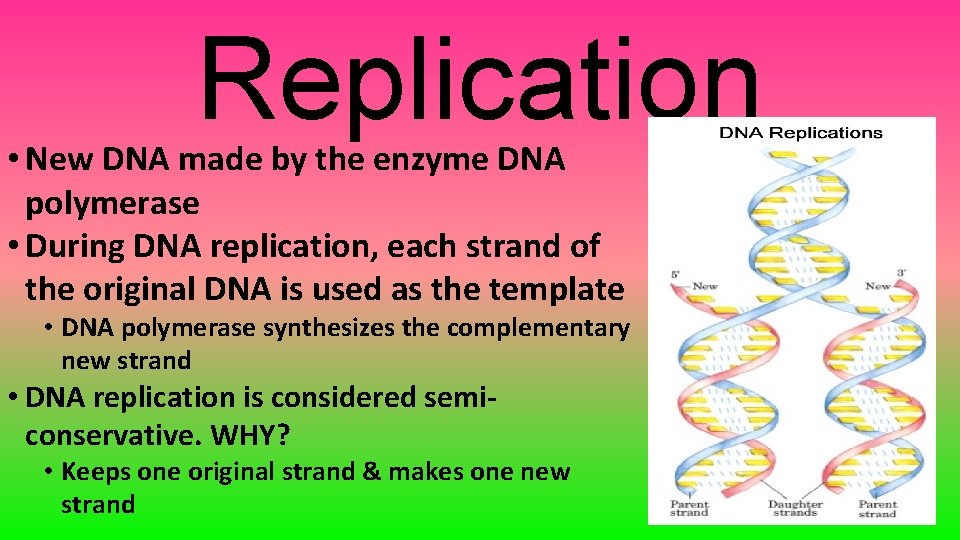Replication • New DNA made by the enzyme DNA polymerase • During DNA replication,