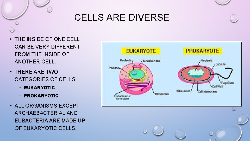 CELLS ARE DIVERSE • THE INSIDE OF ONE CELL CAN BE VERY DIFFERENT FROM