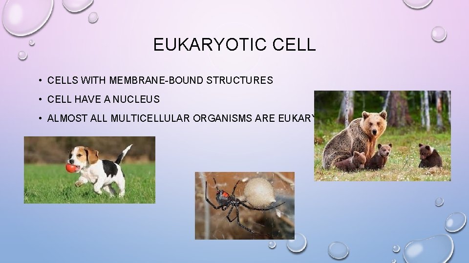 EUKARYOTIC CELL • CELLS WITH MEMBRANE-BOUND STRUCTURES • CELL HAVE A NUCLEUS • ALMOST