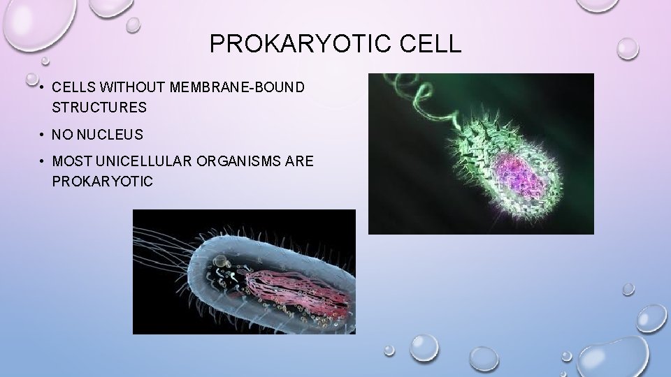 PROKARYOTIC CELL • CELLS WITHOUT MEMBRANE-BOUND STRUCTURES • NO NUCLEUS • MOST UNICELLULAR ORGANISMS