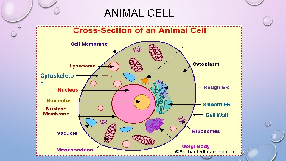 ANIMAL CELL Cytoskeleto n Cell Wall 