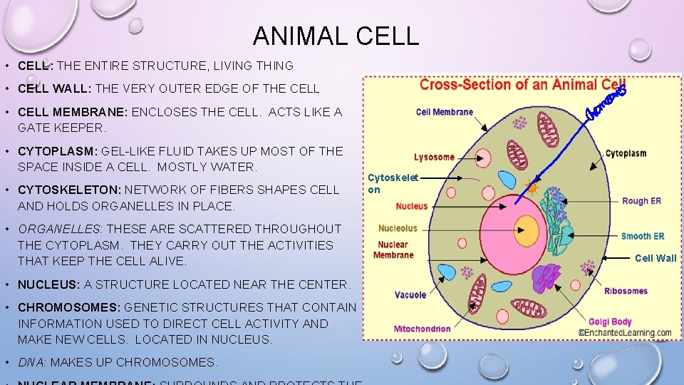 ANIMAL CELL • CELL: THE ENTIRE STRUCTURE, LIVING THING • CELL WALL: THE VERY