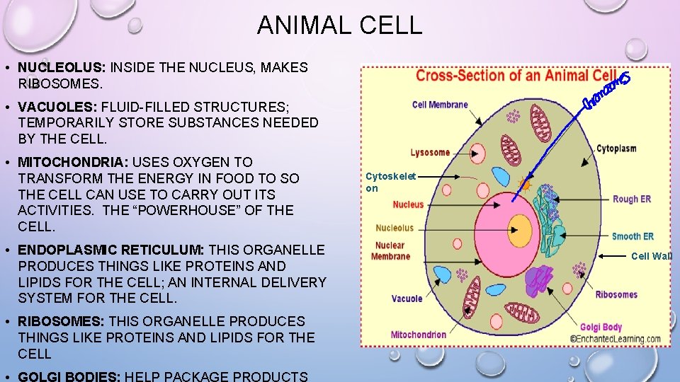 ANIMAL CELL • NUCLEOLUS: INSIDE THE NUCLEUS, MAKES RIBOSOMES. • VACUOLES: FLUID-FILLED STRUCTURES; TEMPORARILY