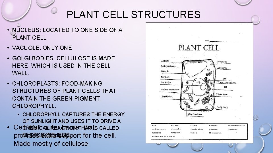 PLANT CELL STRUCTURES • NUCLEUS: LOCATED TO ONE SIDE OF A PLANT CELL •