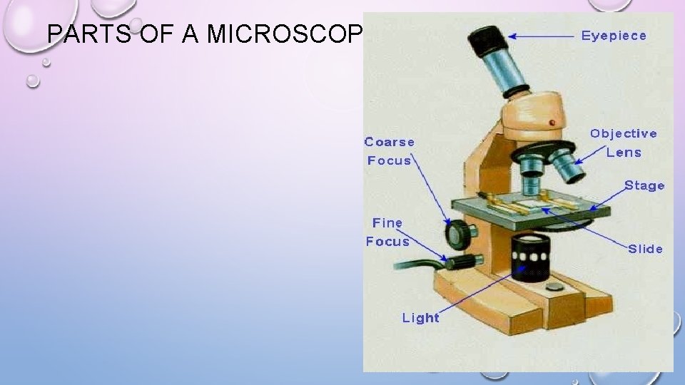 PARTS OF A MICROSCOPE 