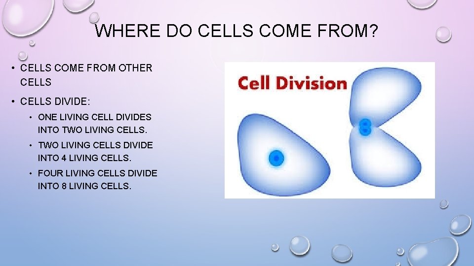 WHERE DO CELLS COME FROM? • CELLS COME FROM OTHER CELLS • CELLS DIVIDE: