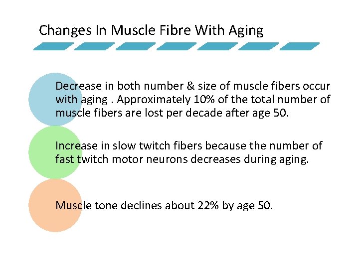 Changes In Muscle Fibre With Aging Decrease in both number & size of muscle