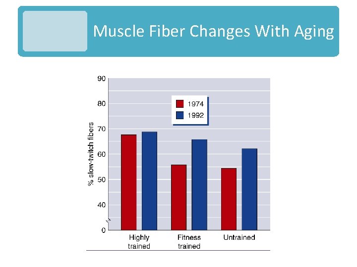 Muscle Fiber Changes With Aging 