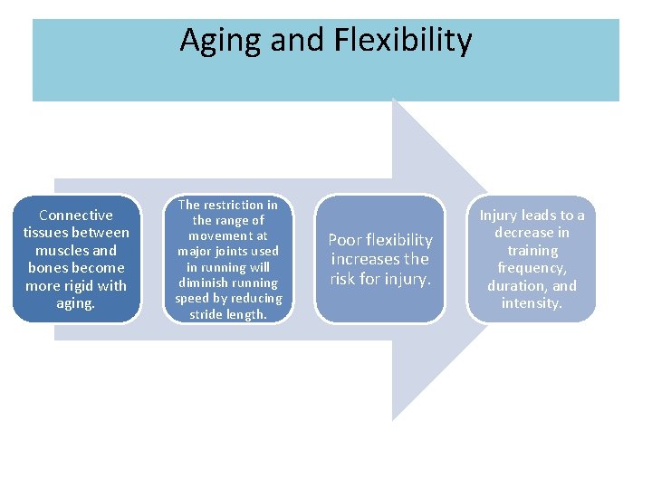 Aging and Flexibility Connective tissues between muscles and bones become more rigid with aging.