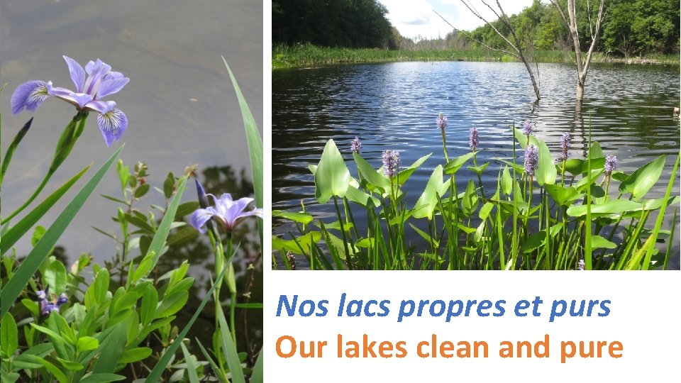 Nos lacs propres et purs Our lakes clean and pure 