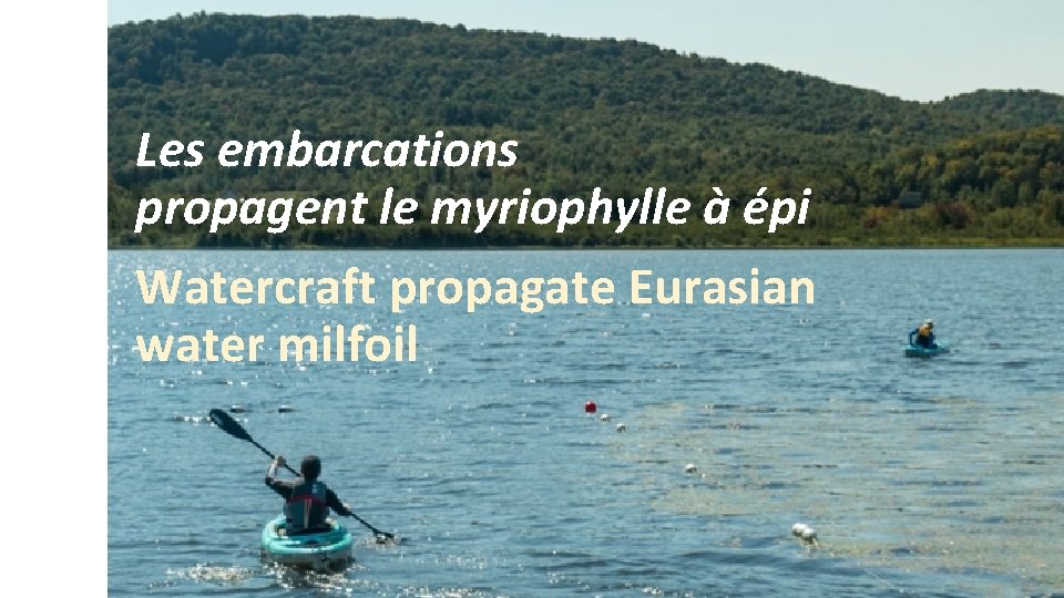 Les embarcations propagent le myriophylle à épi Watercraft propagate Eurasian water milfoil 