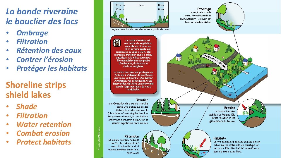 La bande riveraine le bouclier des lacs • • • Ombrage Filtration Rétention des