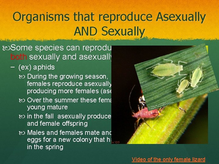 Advantages and Disadvantages of Asexual Reproduction Are able