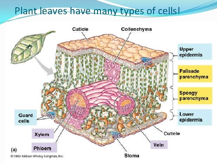 Plant leaves have many types of cells! 