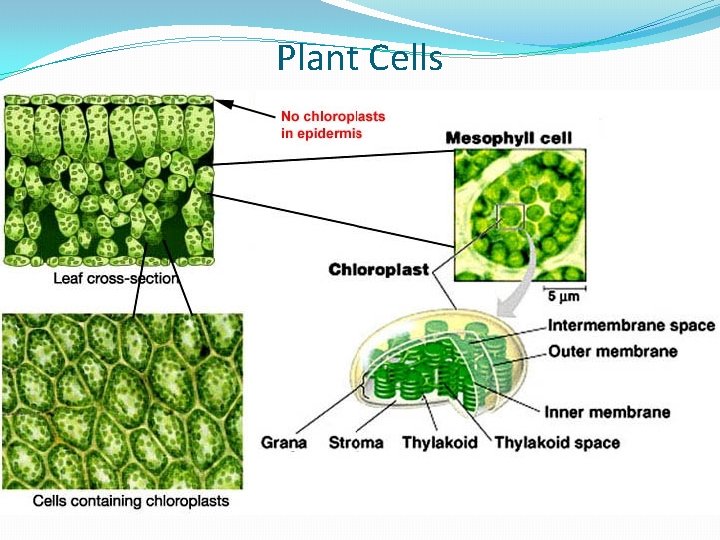 Plant Cells 