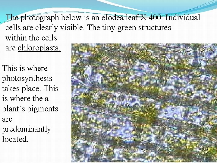 The photograph below is an elodea leaf X 400. Individual cells are clearly visible.