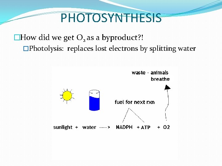PHOTOSYNTHESIS �How did we get O 2 as a byproduct? ! �Photolysis: replaces lost