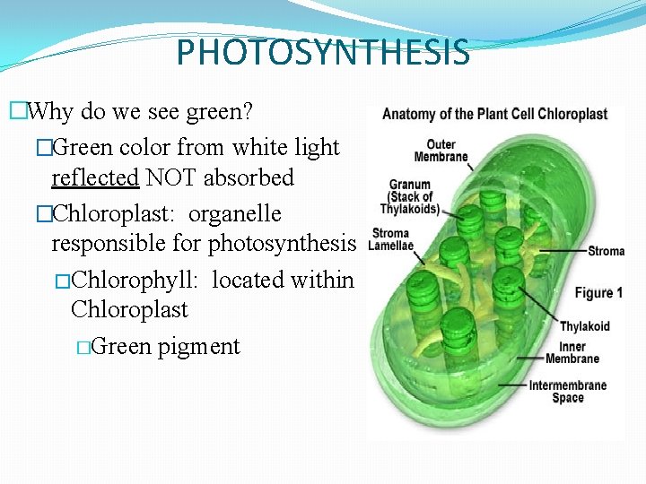 PHOTOSYNTHESIS �Why do we see green? �Green color from white light reflected NOT absorbed