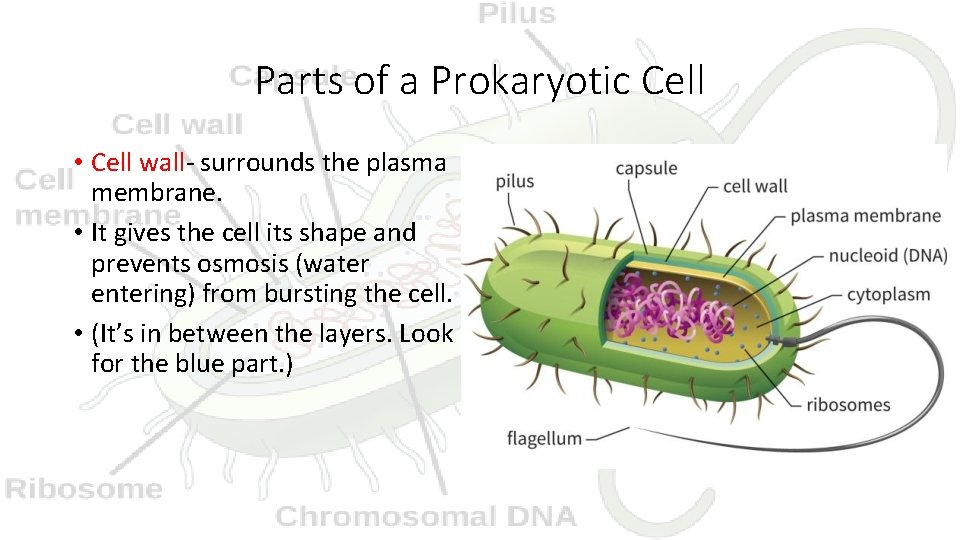 Parts of a Prokaryotic Cell • Cell wall- surrounds the plasma membrane. • It