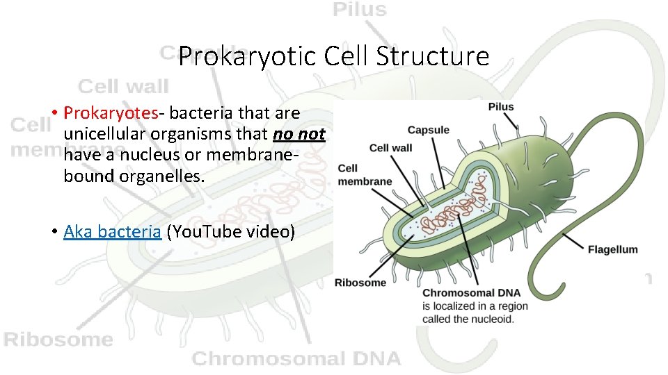 Prokaryotic Cell Structure • Prokaryotes- bacteria that are unicellular organisms that no not have