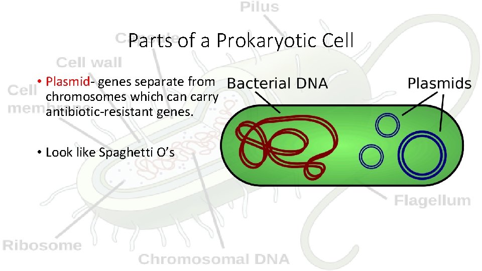 Parts of a Prokaryotic Cell • Plasmid- genes separate from chromosomes which can carry