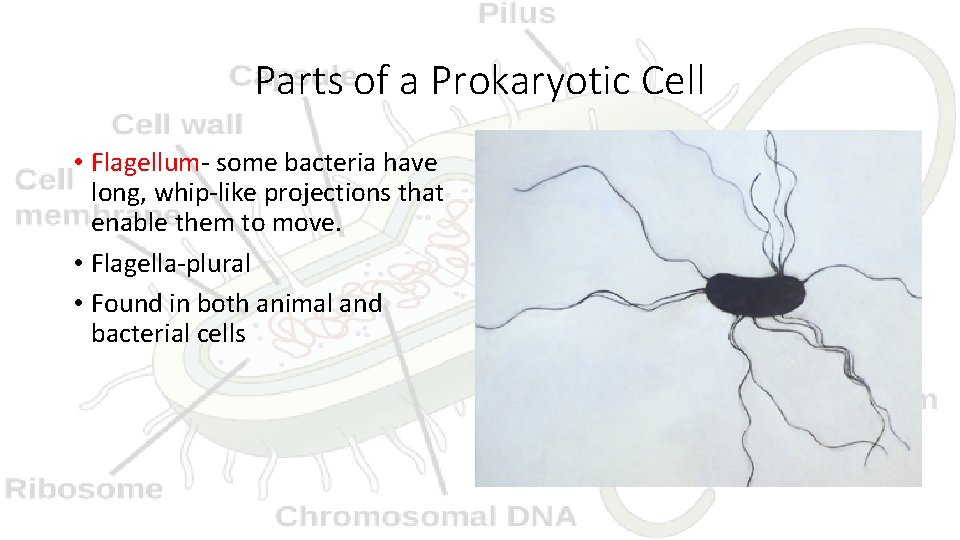 Parts of a Prokaryotic Cell • Flagellum- some bacteria have long, whip-like projections that