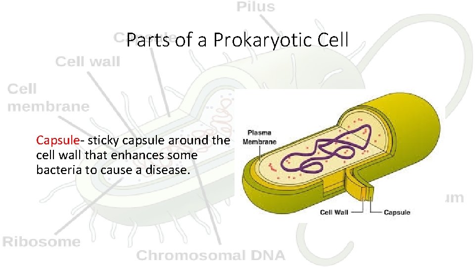 Parts of a Prokaryotic Cell Capsule- sticky capsule around the cell wall that enhances