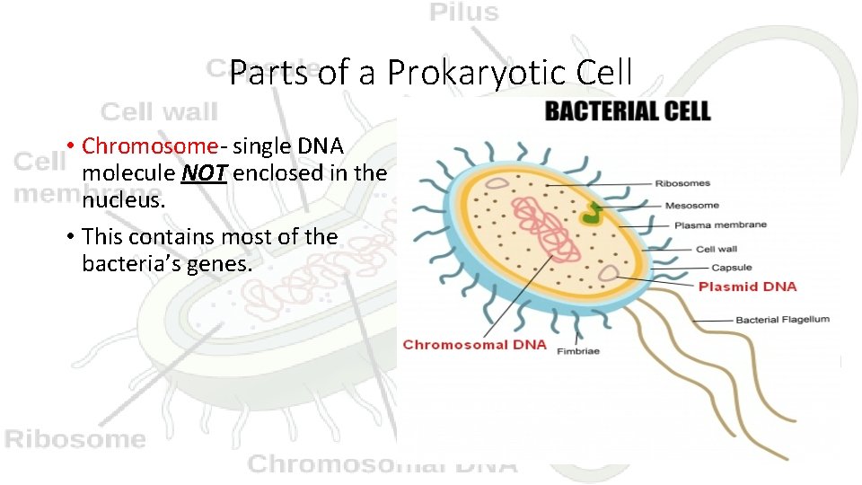 Parts of a Prokaryotic Cell • Chromosome- single DNA molecule NOT enclosed in the