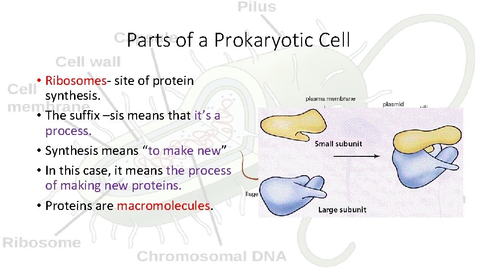 Parts of a Prokaryotic Cell • Ribosomes- site of protein synthesis. • The suffix