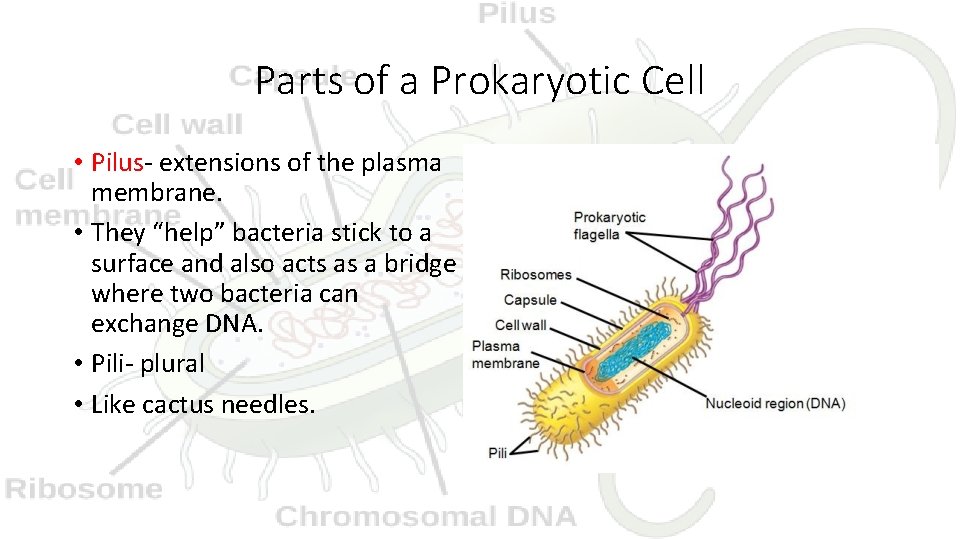 Parts of a Prokaryotic Cell • Pilus- extensions of the plasma membrane. • They