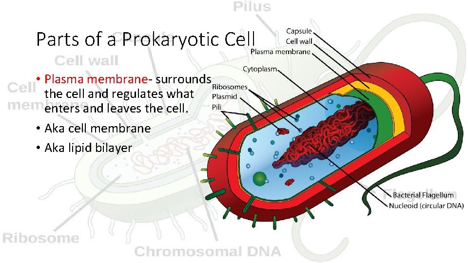 Parts of a Prokaryotic Cell • Plasma membrane- surrounds the cell and regulates what