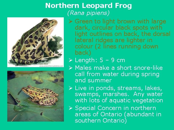 Northern Leopard Frog (Rana pipiens) Ø Green to light brown with large dark, circular