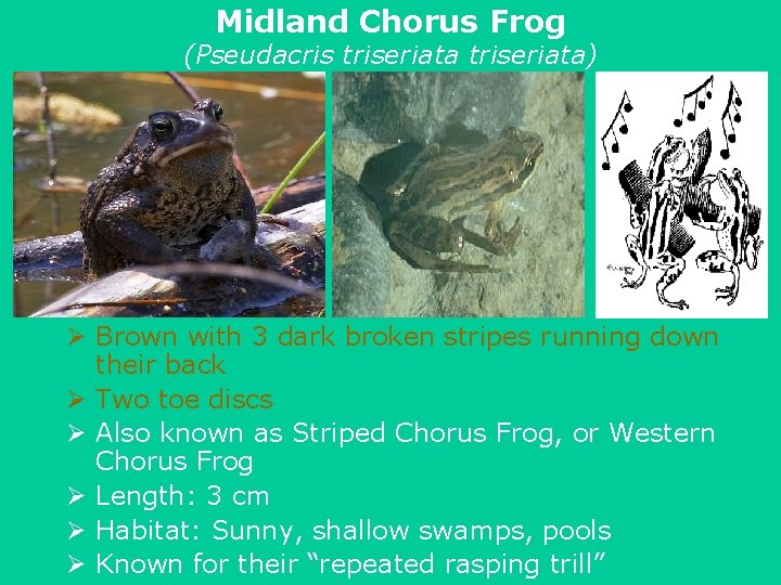 Midland Chorus Frog (Pseudacris triseriata) Ø Brown with 3 dark broken stripes running down