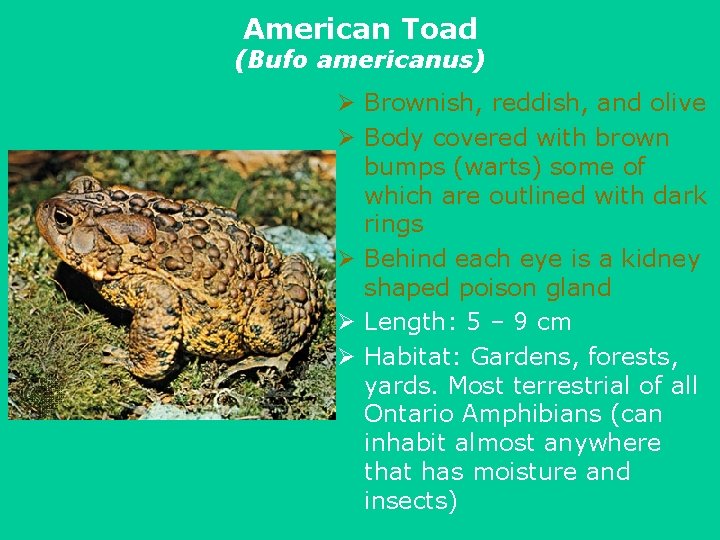 American Toad (Bufo americanus) Ø Brownish, reddish, and olive Ø Body covered with brown