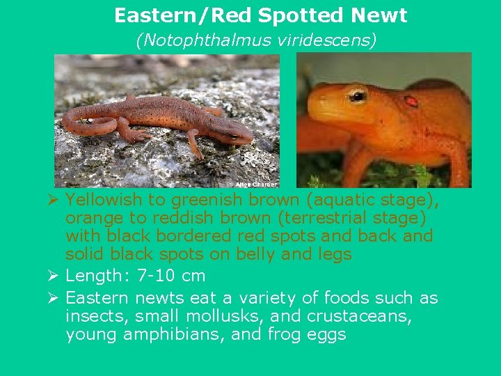 Eastern/Red Spotted Newt (Notophthalmus viridescens) Ø Yellowish to greenish brown (aquatic stage), orange to