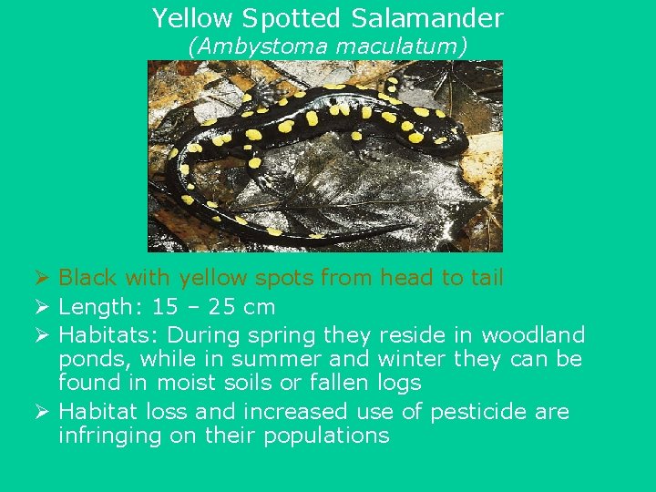 Yellow Spotted Salamander (Ambystoma maculatum) Ø Black with yellow spots from head to tail