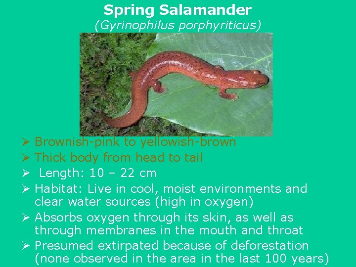 Spring Salamander (Gyrinophilus porphyriticus) Brownish-pink to yellowish-brown Thick body from head to tail Length: