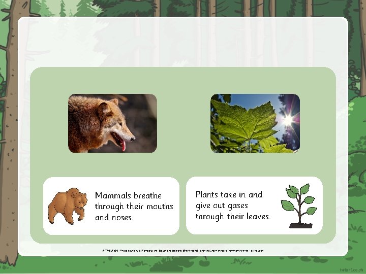 Mammals breathe through their mouths and noses. Plants take in and give out gases