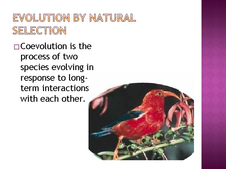 � Coevolution is the process of two species evolving in response to longterm interactions