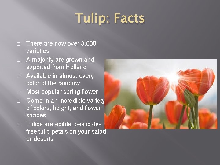 Tulip: Facts � � � There are now over 3, 000 varieties A majority