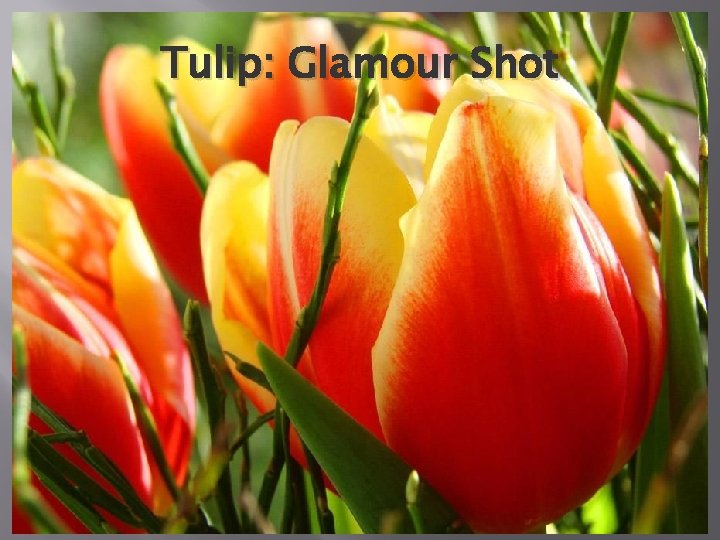 Tulip: Glamour Shot 