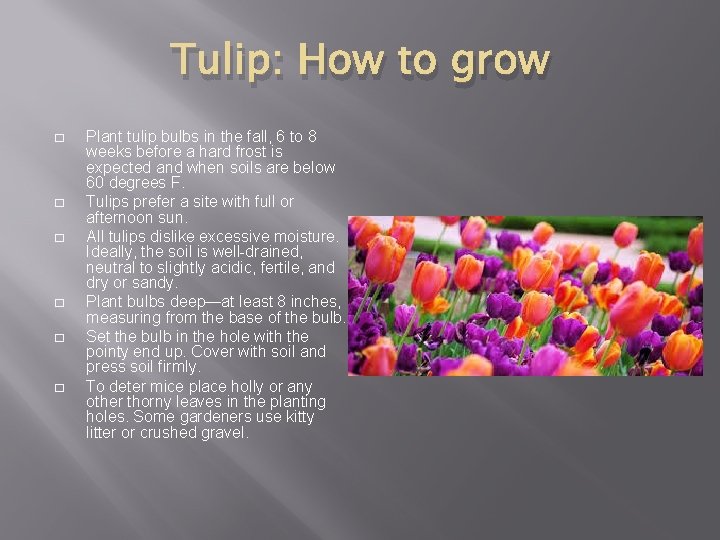 Tulip: How to grow � � � Plant tulip bulbs in the fall, 6