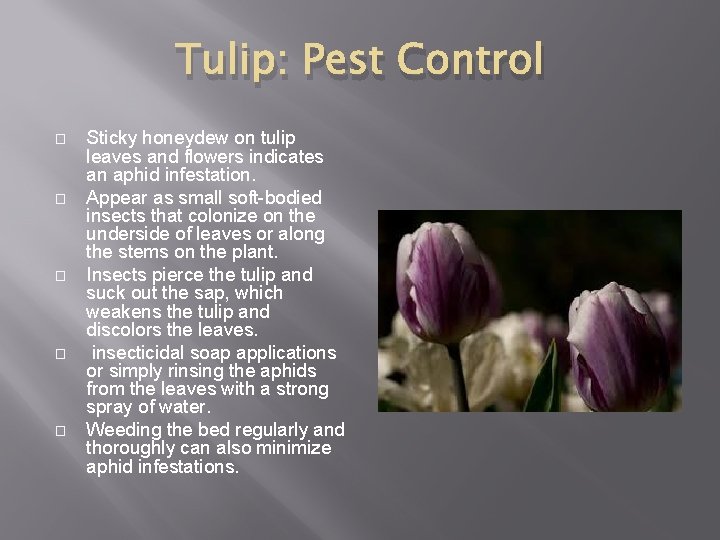 Tulip: Pest Control � � � Sticky honeydew on tulip leaves and flowers indicates